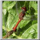 Sympetrum sanguineum - Blutrote Heidelibelle 04.jpg